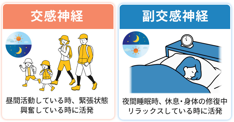 自律神経の特徴