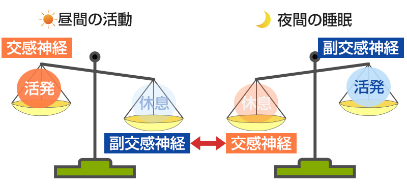 自律神経のバランス